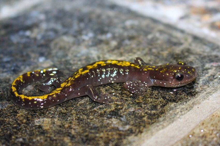 A slimy-looking purplish-brown salamander with a yellow speckled stripe down its back stands on a wet paver tile
