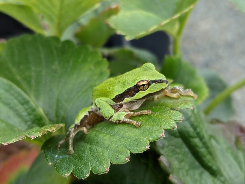 small green frog with a black stripe curving from tip of nose, through its eye and down its side