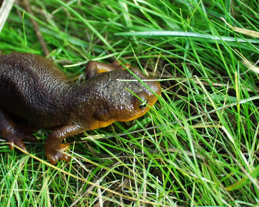 a thickly built brown salamander with bumpy skin walks through bright green grass