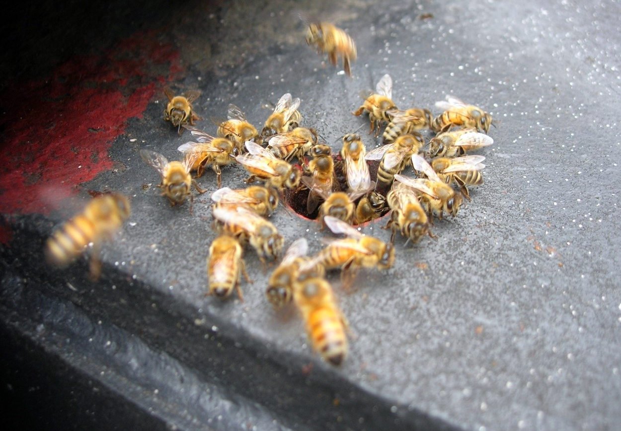 An images of bees surrounding a hole in steel