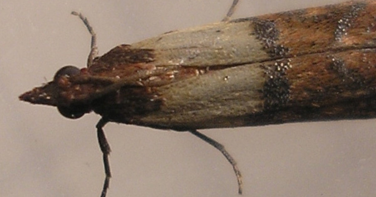 Moths Metro