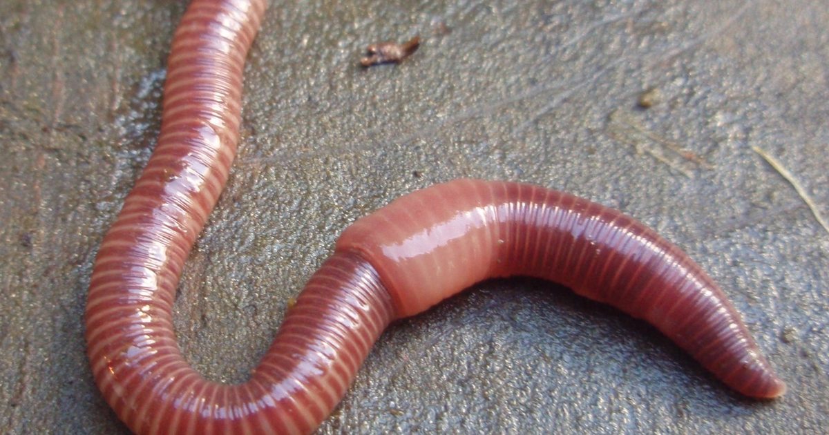 mixing worm types? i've got 120 big red worms in my bin and just