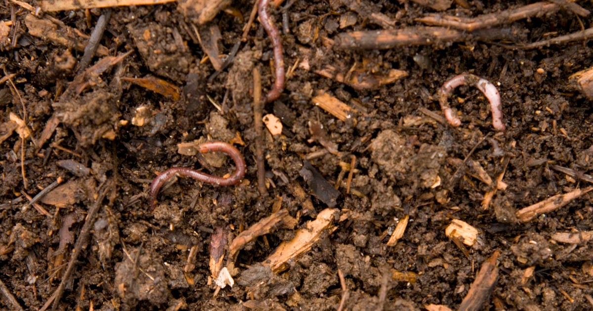Worm Composting Metro