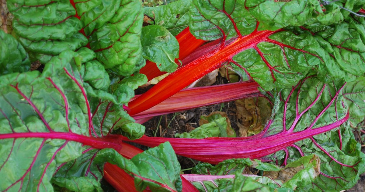 Fall And Winter Gardening Metro