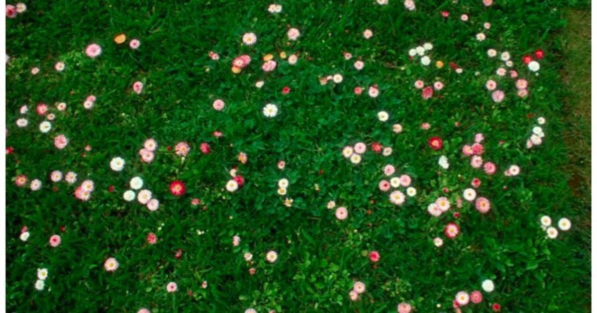 Lawn Alternatives Metro
