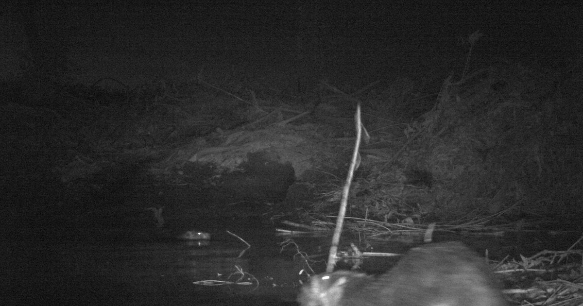 Smith and Bybee Wetlands Watch beavers and nutria build a dam in time