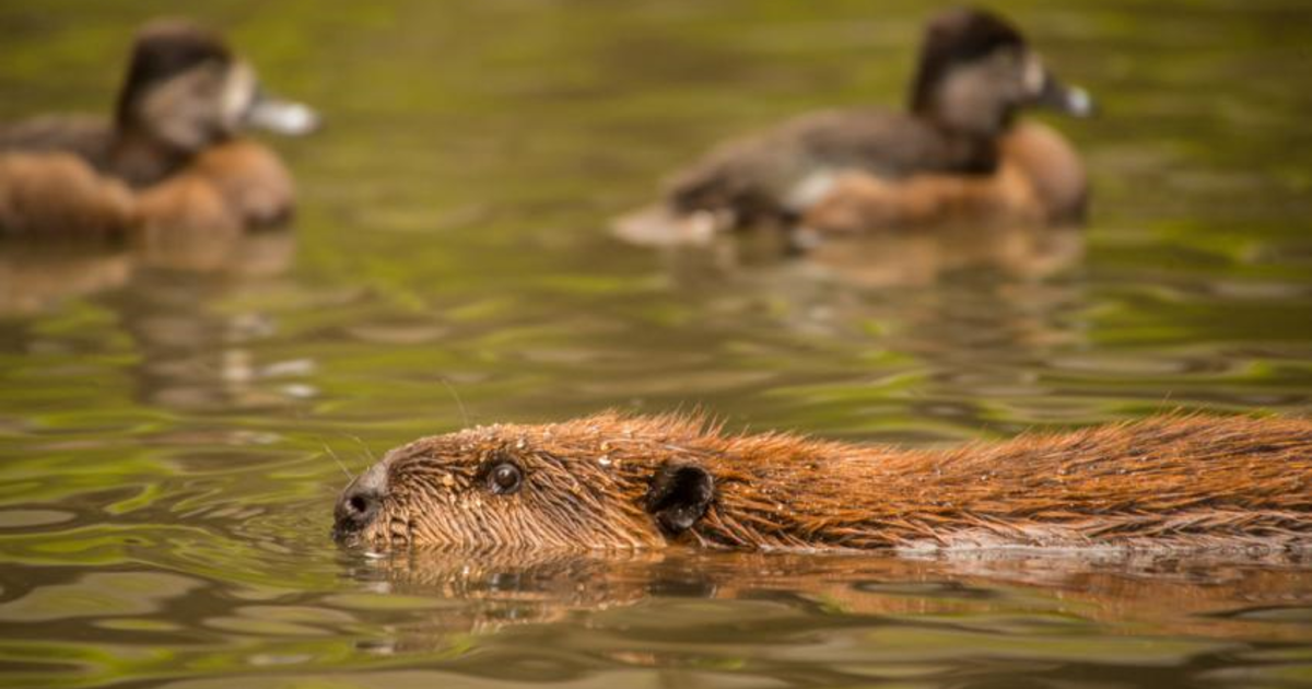 FULL Ducks and beavers Metro