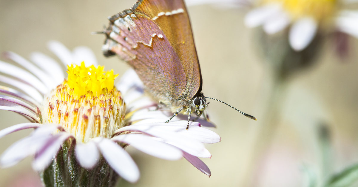 Enter Our Big Backyard Nature Photography Contest Metro