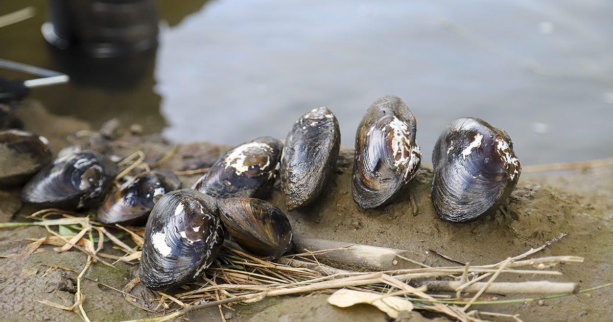 Freshwater mussels | Metro