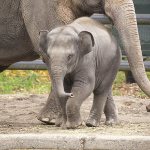 photo of Lily the elephant at the Oregon Zoo