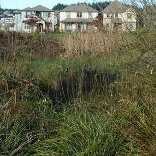 a photo of tall grasses and plants with homes in the background