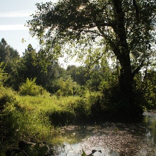 photo of Johnson Creek restoration work