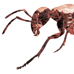 graphic of an ant