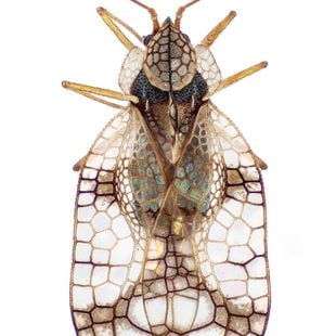 Azalea lace bug