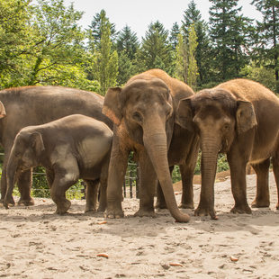photo of elephants at the Oregon Zoo