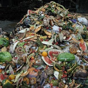 photo of a pile of food waste