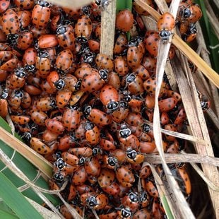 photo of ladybugs coming out of winter hibernation at North Abbey Creek Natural Area