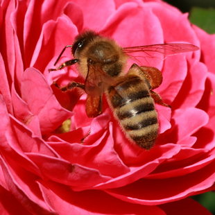 photo of bee on rose