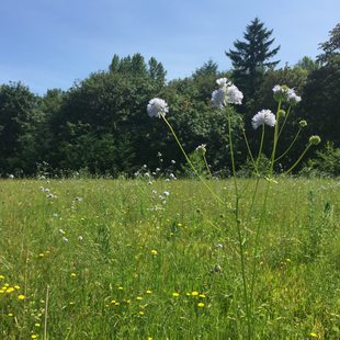 photo of wildflowers at West Bliss Butte