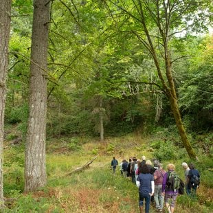 Group of people being led on a tour through Chehalem Ridge Nature Park. The group is shown from behind, walking on a trail through the woods.