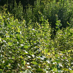 photo of aspen at Killin Wetlands Natural Area