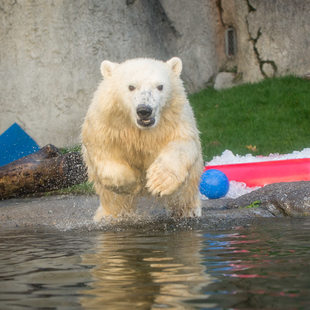 Nora the polar bear dives into her pool at the Oregon Zoo