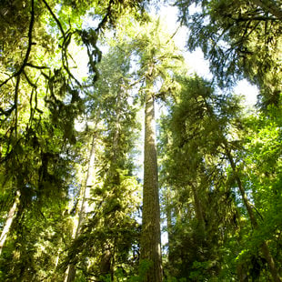 photo of mossy trees at Oxbow Regional Park