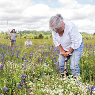 photo of Louise Wilmes harvesting camas bulbs at Quamash Prarie
