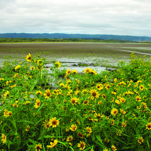 photo of beggar's tick at Smith and Bybee Wetlands Natural Area