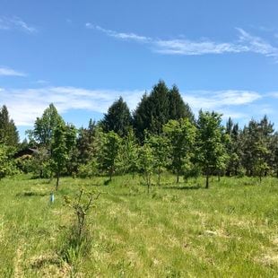 East Council Creek Natural Area 