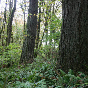 forested area of North Fork Deep Creek in Clackamas County