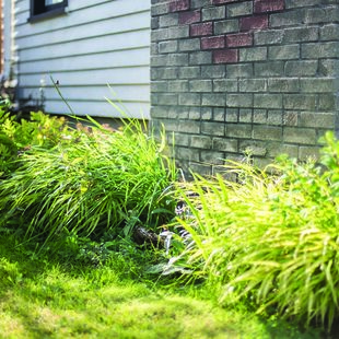 Native evergreen plants in home landscaping
