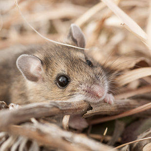 Deer mouse rustling through dead plant matter.