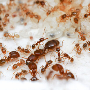 close up of ants with larvae