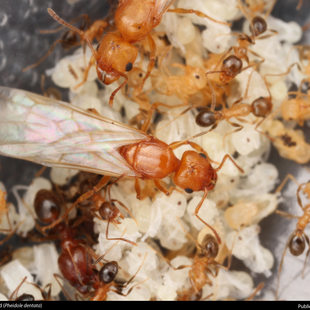 close up of a winged queen ant with her brood