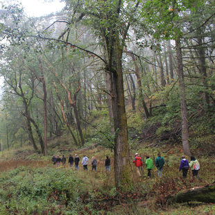 group of people walking in park