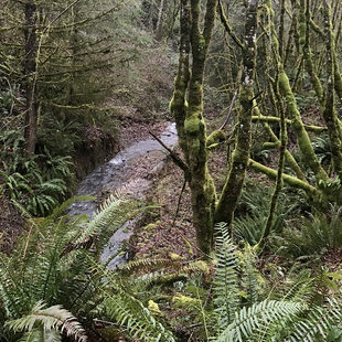 A creek flows through a thick forest of mossy trees and ferns.