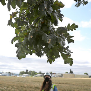 Metro employee in a hard hat  stands in a large open field and gazes up at a lone oak tree