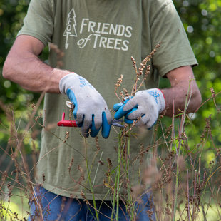 Friends of trees volunteer clipping weeds.