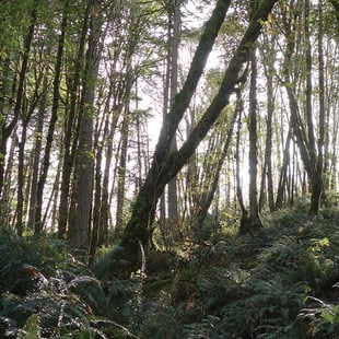 Trees and ferns grow up a steep slope.