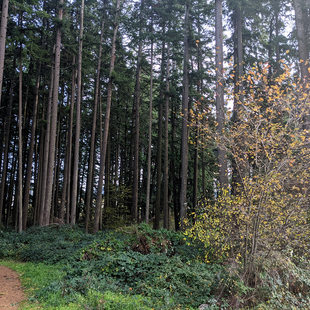 A path heads into a dense forest of tall Douglas firs.