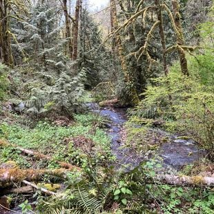 A creek runs through a dense forest filled with moss-covered trees, ferns and fallen logs.