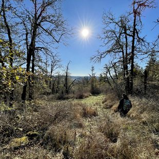 view of bare oak trees surrounding a patch of meadow under a shining sun and blue sky