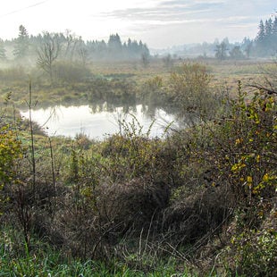 A wetland, with a pond in the center of the picture, has the last bit of fog covering the brush and grasses.