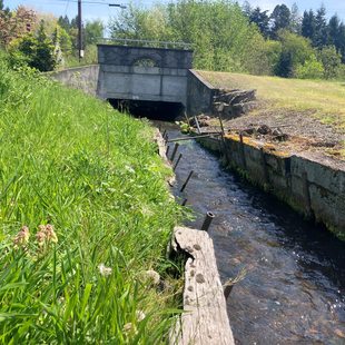 a stream runs through banks lined with concrete walls and bare grass into a culvert