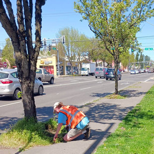 A man in a safety vest takes care of a grassy area below a tree along the busy roadside