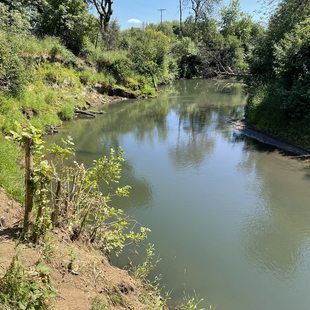 Tualatin river running through a tree-dotted landscape of scrub brush and other vegetation.