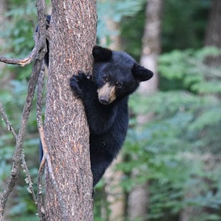  A black bear cub holds onto a tree in a dense forest. 