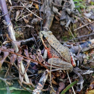 a small olive-green frog with a red underside rests on top of damp bracken and twigs