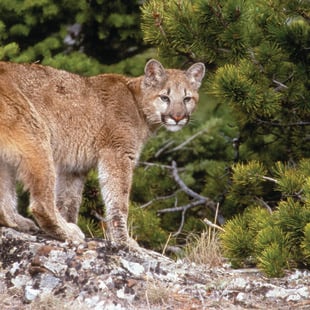 A cougar sits atop a ledge in front of a background of lush trees. 